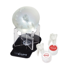 BTR Dental Training Gum