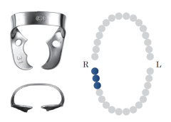 Wingless Molar LR Clamp 31 Black